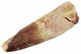 Fossil Spinosaurus Tooth - Feeding Worn Tooth #368085-1